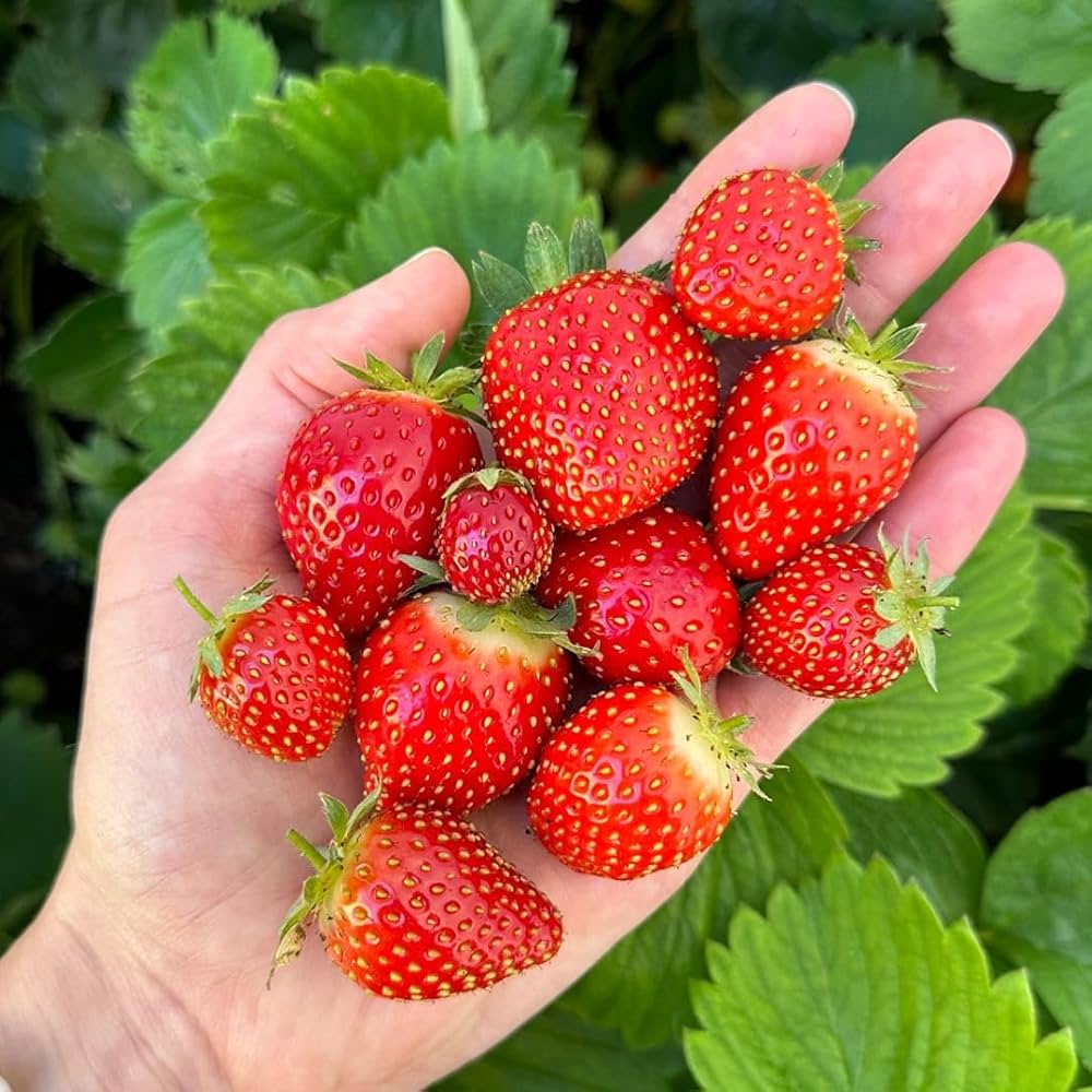 Sweet Red Strawberries 250g